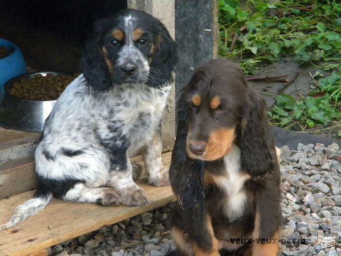 Two beautiful English cocker puppies males, one three colors, one blue roan for sale