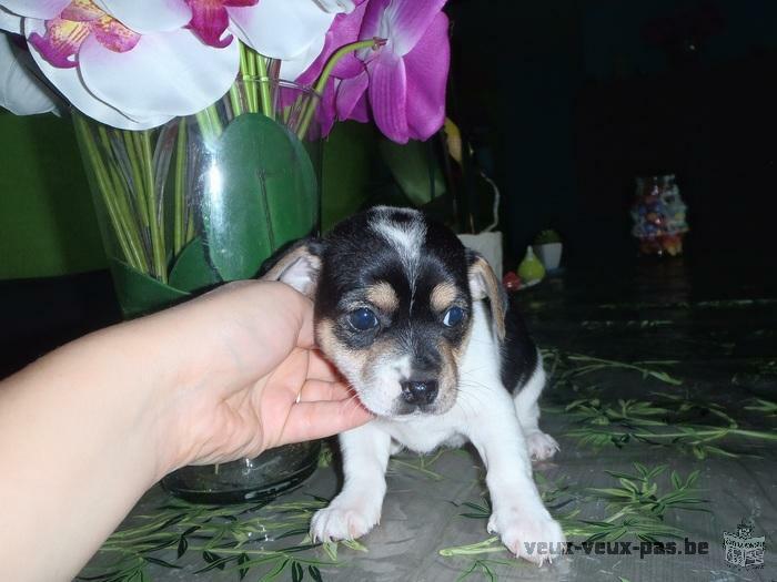 3 CHIOTS CHIHUAHUA CROISER JACK RUSSELL TOY 285 EUROS