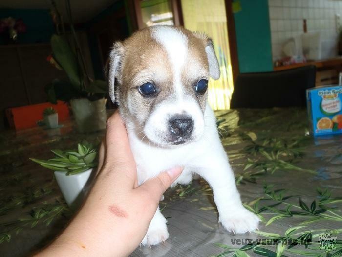 3 CHIOTS CHIHUAHUA CROISER JACK RUSSELL TOY 285 EUROS