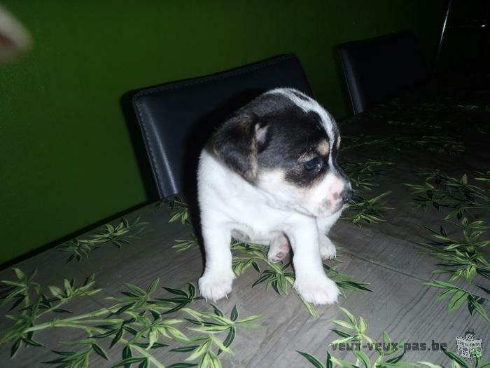 3CHIOTS CHIHUAHUA CROISE JACK RUSSELL TOY A VENDRE