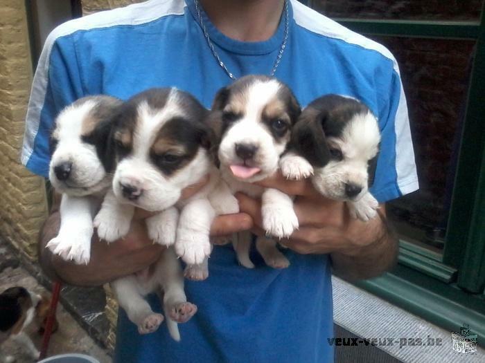 4 chiots Beagles