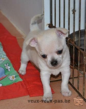 A DONNER Chiot type Chihuahua femelle non lof