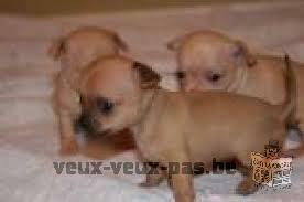 A Donner Chiots chihuahua miniature