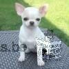 A donner belle chiot chihuahua femelle