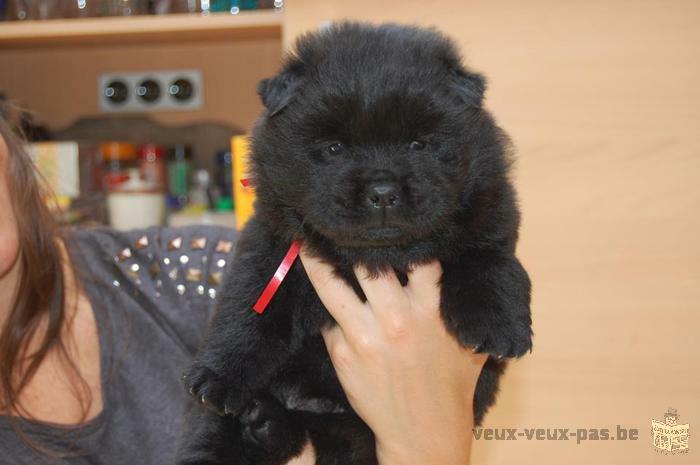 A vendre Chiots Chow Chow