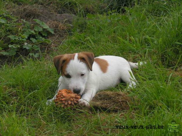 Adoption de mes adorables chiots jack russel terrier