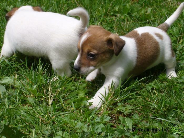 Adoption de mes adorables chiots jack russel terrier