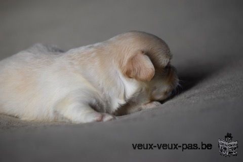 Adorable chiot Chihuahua mâle à donner