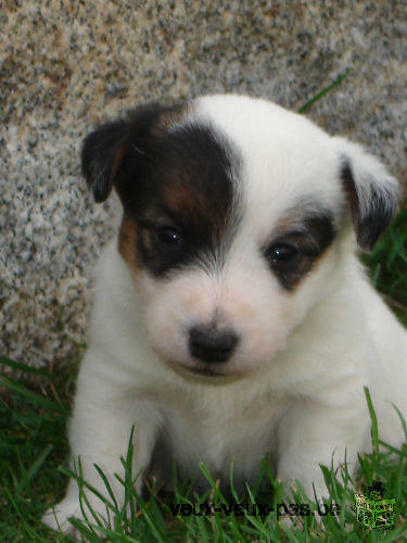 Adorable chiots jack russell
