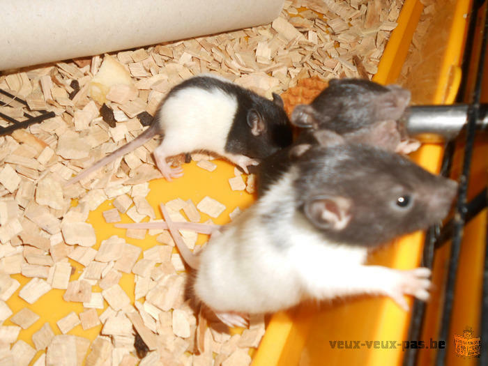 Bébés rats à adopter