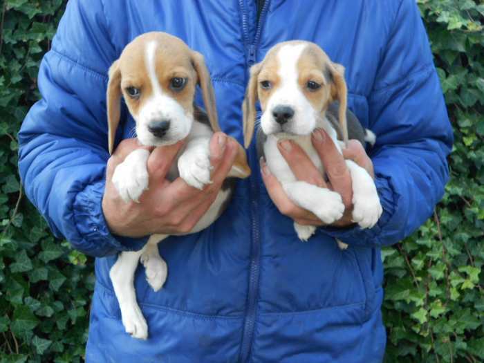 Beagle chiots