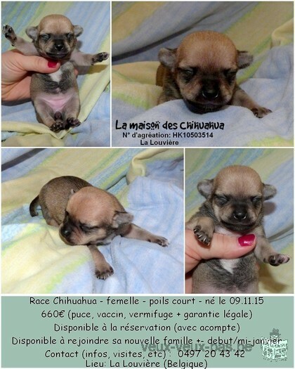 Chihuahua à vendre!