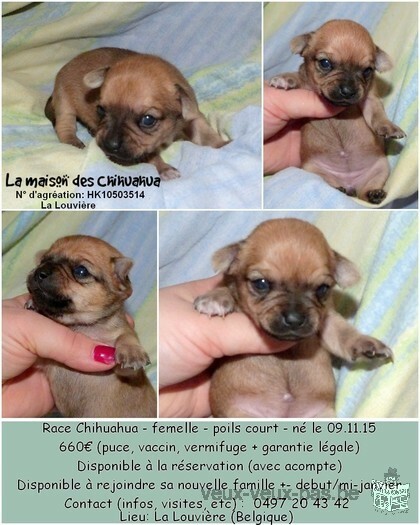 Chihuahua à vendre!