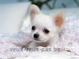 Chiot chihuahua femelle