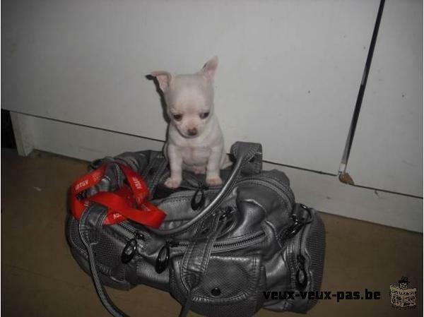 Chiot de type chihuahua femelle a a dopter