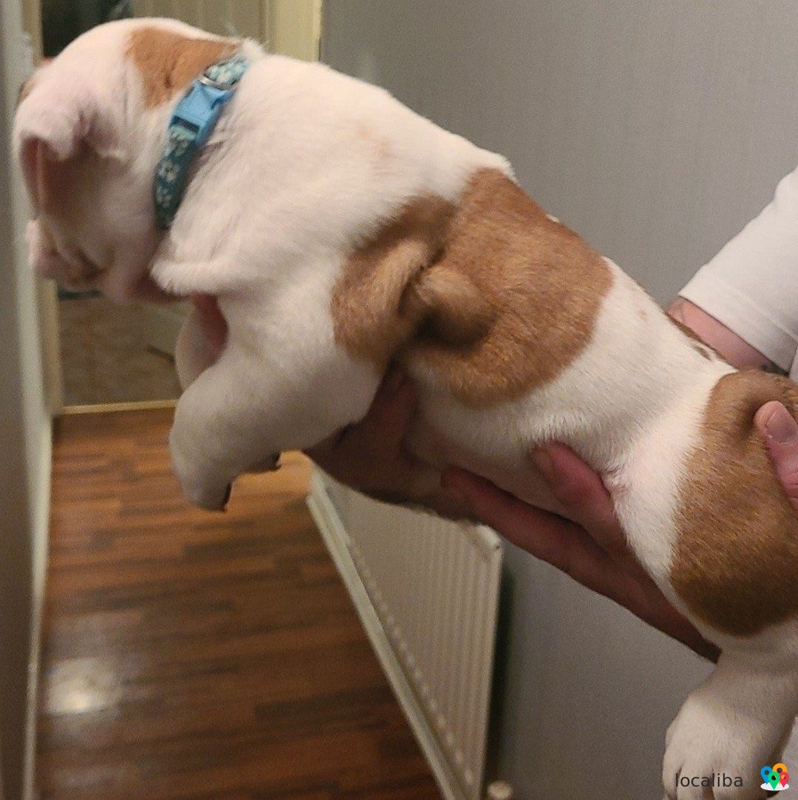 Prachtige Engelse Bulldog pups zoeken een goed huis.