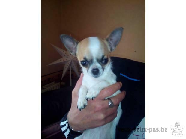 Superbe chiot chihuahua femelle