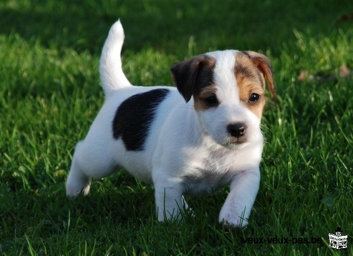 adorable chiot jack russell