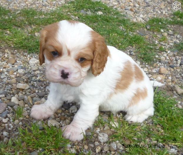 chiots cavalier king charles (pur race)