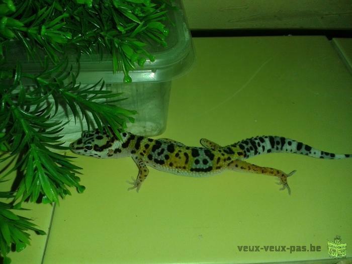 geckos leopart