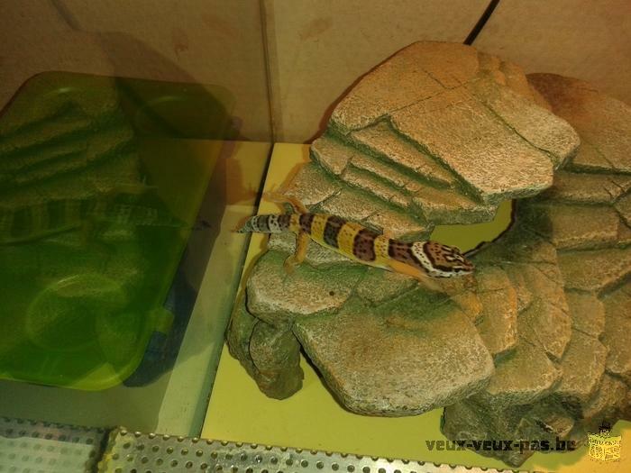 geckos leopart