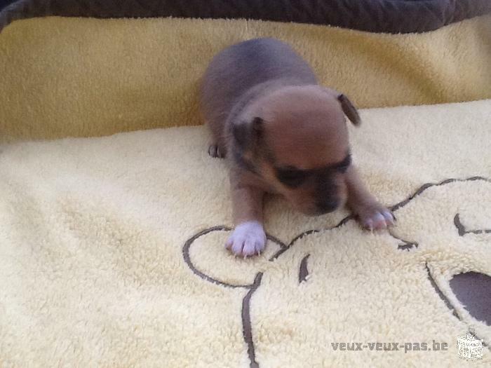vend chiot femelle chihuahua