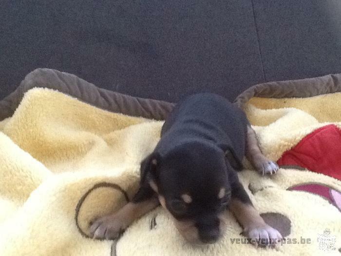 vend chiot femelle chihuahua