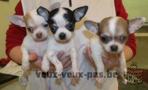 Lieve Chihuahua pups te koop