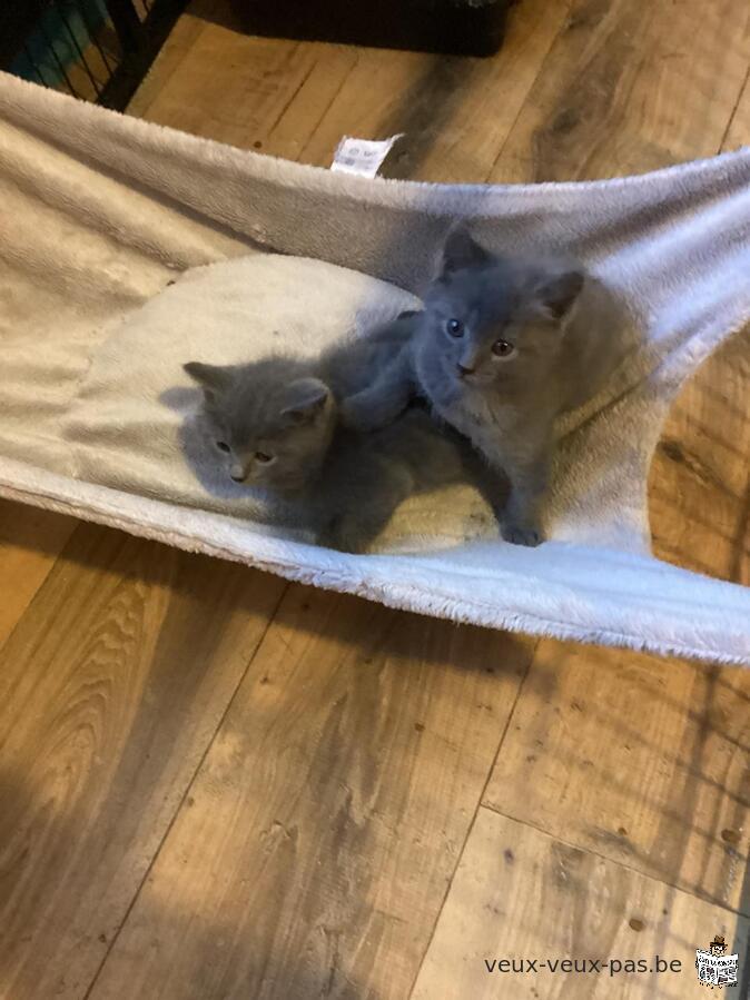 Prachtige Chartreux-kittens