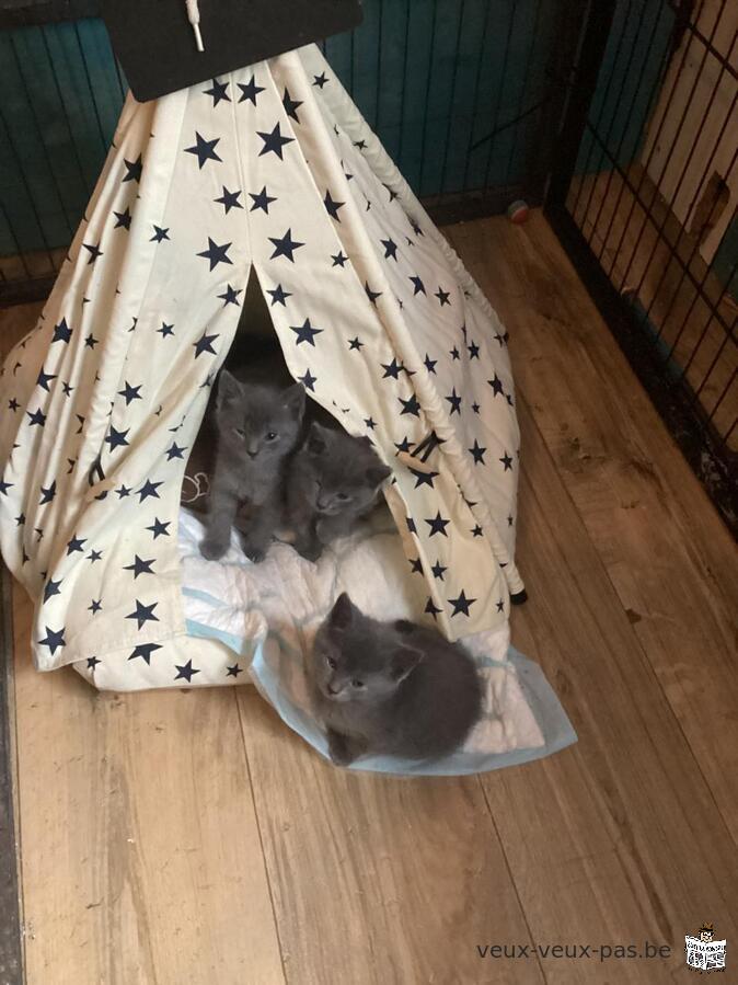 Prachtige Chartreux-kittens