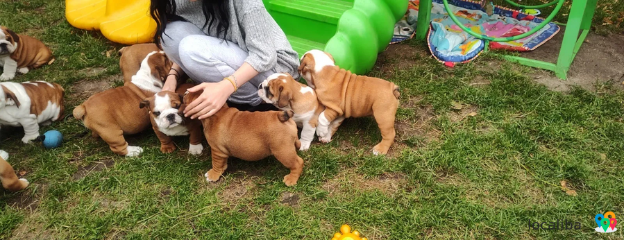 Prachtige Engelse bulldog pups zoeken naar een goed huis